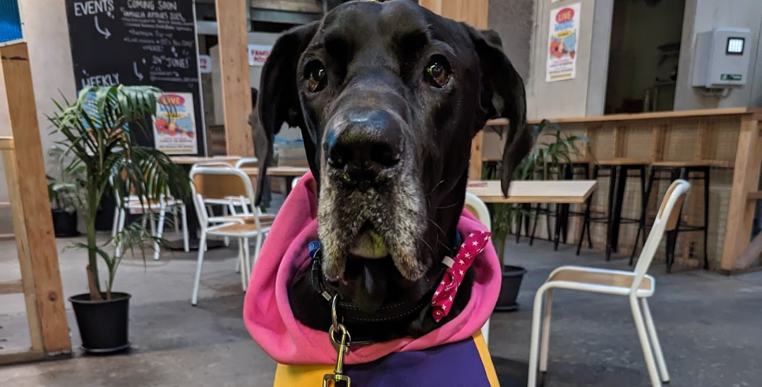 A great dane with a colourful coat sits in the Co-conspirators Brew Pub in Brunswick